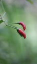 red cayenne pepper which is small but spicy Royalty Free Stock Photo