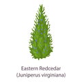 Red cedar icon, flat style