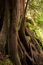 Red Cedar tree trunk and roots Royalty Free Stock Photo