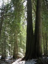 Kokanee Glacier Provincial Park, Red Cedars in Temperate Rainforest in British Columbia, Canada Royalty Free Stock Photo