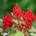 Red Celosia Annual Flowers Blooming