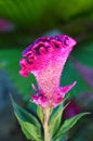 Celosia