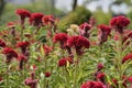 Red Celosia Cristata.