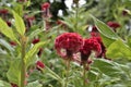 Red Celosia Cristata. Royalty Free Stock Photo