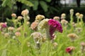 Red Celosia Cristata. Royalty Free Stock Photo