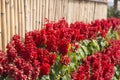 Red celosia flower Royalty Free Stock Photo