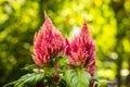 Red Celosia Flower Royalty Free Stock Photo