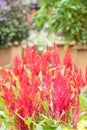 Red celosia flower Royalty Free Stock Photo