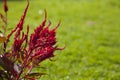 Red Celosia flower Royalty Free Stock Photo