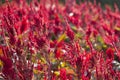 Red Celosia flower Royalty Free Stock Photo