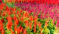 Red celosia flower garden Royalty Free Stock Photo
