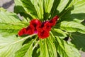 Red celosia flower on top is surrounded by leaves Royalty Free Stock Photo