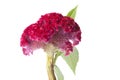 Red Celosia flower Royalty Free Stock Photo