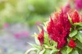 Red Celosia Plumosa, Castle Series with space in garden.