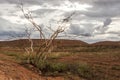 Red center in the Australian desert, outback in Northern Territory, Australia Royalty Free Stock Photo