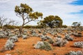 The Australian desert, the outback Royalty Free Stock Photo