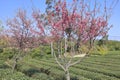 Red cerasus serrulata flowers in the green tea gardens, adobe rgb