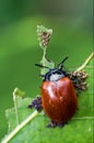 red cercopidae vulnerata coccinellidae anatis ocellata coleoptera Royalty Free Stock Photo