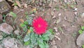 Red Cerebra flower in the garden in winter