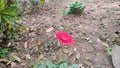 Red Cerebra flower in the garden in winter