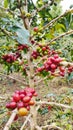 Red cery coffee arabica