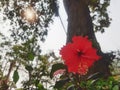 Red chaba flower with tree and solar background