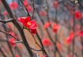 Red Chaenomeles japonica flower on the brunch without leaves in Toowoomba, Australia Royalty Free Stock Photo