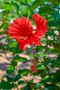 Red Chaina Rose Or Mandar Flower On Tree At Garden. Royalty Free Stock Photo