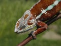 RED CHAMELEON CLIMBING ON TREE BRANCH