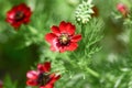 Pheasants-eye Adonis annua, red flower in close-up