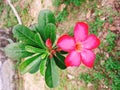 Red Champa flower in garden