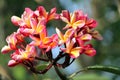 Red Champa - Plumeria