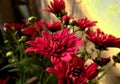 red chandramallika flower in the garden