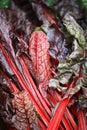 Red chard or mangold leaves (Beta vulgaris) Royalty Free Stock Photo
