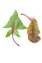 Red Chard salad leaves