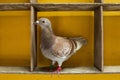 Red check feather color of speed racing pigeon perching in home loft