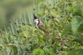 Red cheek bul bul in bush