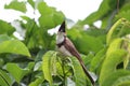 Red cheek bul bul in bush