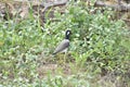 Red-cheeked bird, white cheeks, black head, gray body, long legs, living in green natural forest
