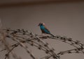 Red-cheeked Cordon Bleu on Barbed Wire in Ghana Royalty Free Stock Photo