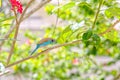 Red-Cheeked Cordon-Bleu With Nesting Material Royalty Free Stock Photo