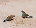 Red-cheeked Cordon-Bleu pair Royalty Free Stock Photo