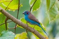Red-Cheeked Cordon-Bleu Royalty Free Stock Photo