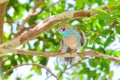 Red-Cheeked Cordon-Bleu Stretching Wing Royalty Free Stock Photo