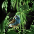 RED-CHEEKED CORDON BLEU uraeginthus bengalus, FEMALE