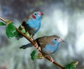 Red-Cheeked Cordon Bleu, uraeginthus bengalus, Pair standing on Branch