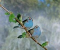 Red-Cheeked Cordon Bleu, uraeginthus bengalus, Pair standing on Branch