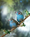 RED-CHEEKED CORDON BLEU uraeginthus bengalus, PAIR STANDING ON BRANCH