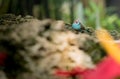 Red-cheeked cordonbleu at Bloedel Conservatory