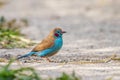 Red-cheeked Cordonbleu - Uraeginthus bengalus